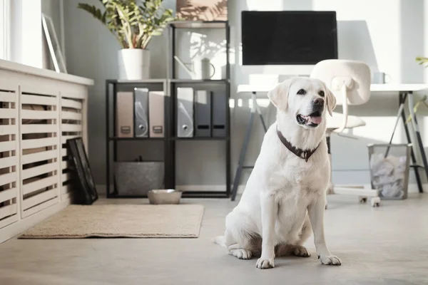Retrato de cão no escritório — Fotografia de Stock