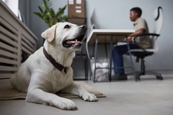 Perro acostado en el piso en la oficina —  Fotos de Stock