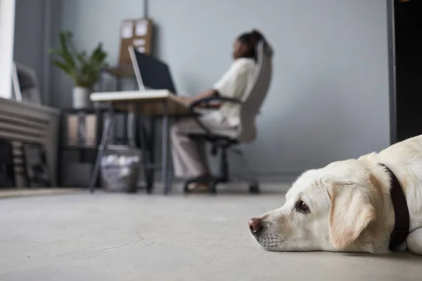 Perro blanco esperando en la oficina —  Fotos de Stock