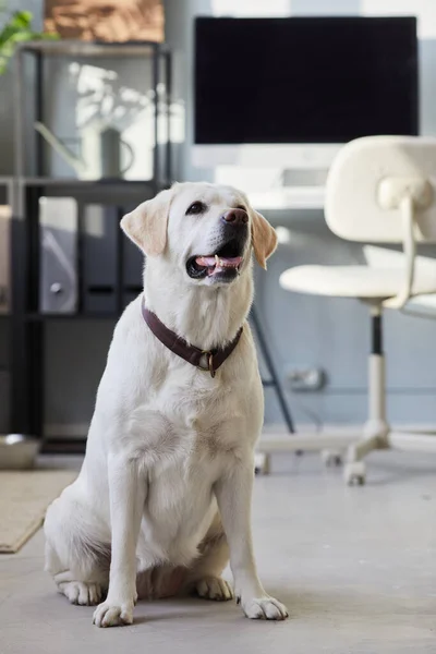 Retrato de perro labrador blanco en la oficina —  Fotos de Stock