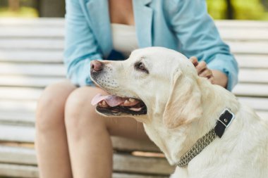 Beyaz Köpek Keyifli Yürüyüş