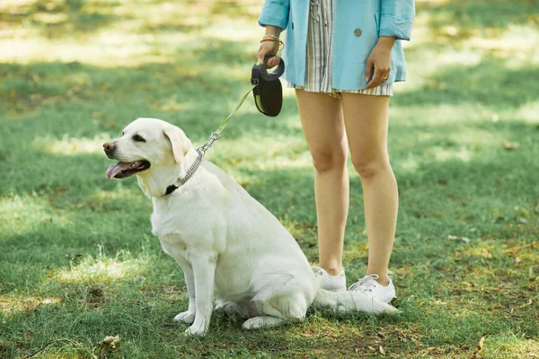 Собака на повідку в парку — стокове фото