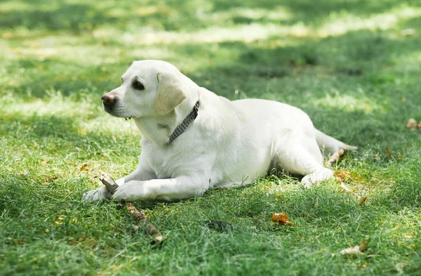 Perro acostado en la hierba en el parque —  Fotos de Stock