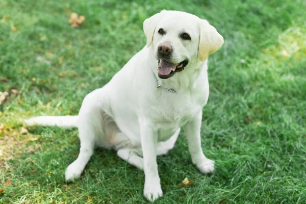 Perro blanco en la hierba en el parque —  Fotos de Stock