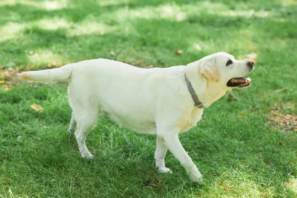 Perro feliz en el parque —  Fotos de Stock