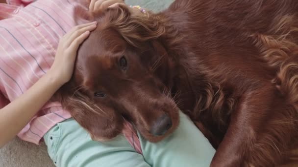 Close Slowmo Little Girl Petting Cute Relaxed Irish Setter Dog — Stock Video