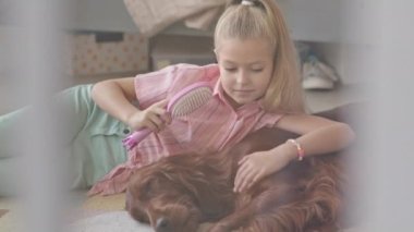 Tatlı İrlandalı köpeğinin saçlarını tarayan 8 yaşındaki bir kızın rahat yatak odasında yerde birlikte yatışının yavaş çekimleri.