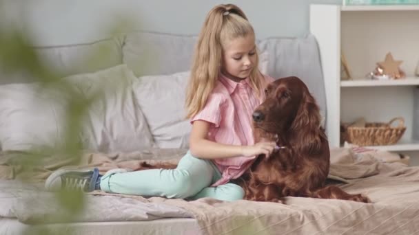 Slowmoショットの幸せな8歳の女の子抱擁とキス可愛いですアイルランドのセッター犬座って一緒にベッドの上に居心地の良いベッドルーム — ストック動画