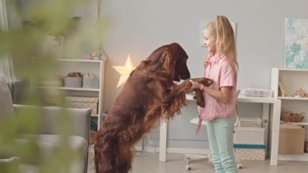 Slowmoショットの幸せな8歳の女の子ダンスとともに彼女の可愛いですアイルランドのセッター犬で居心地の良いベッドルーム — ストック動画