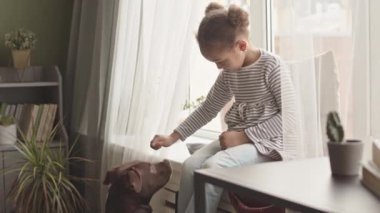 5 yaşındaki güzel Afro-Amerikan bir kızın hoş bir apartmanın penceresinde oturan Amerikan bulldoguyla oynadığı yavaş çekim.