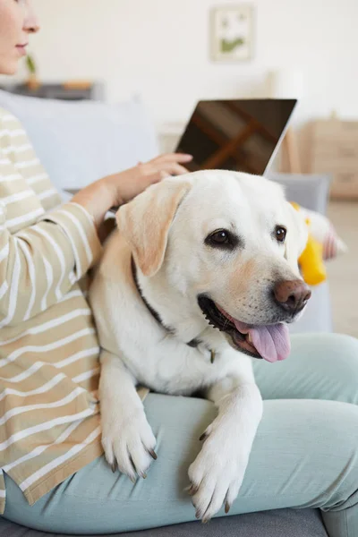 Dog Resting on Lap — Stock Photo, Image