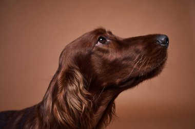 güzel köpek portre