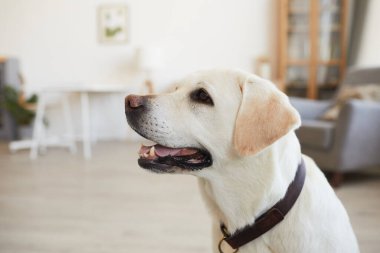 Beyaz Labrador Evde