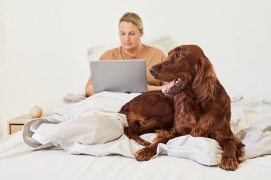Köpek yatağın üzerinde rahatlatıcı