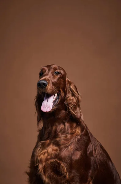 Retrato de perro de pelo largo en el estudio —  Fotos de Stock