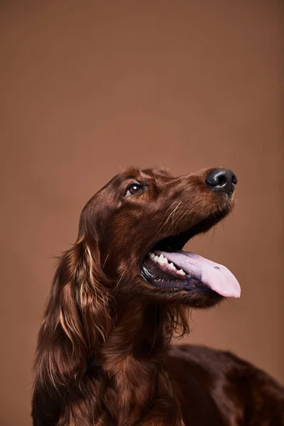 Feliz perro de pelo largo en el estudio —  Fotos de Stock
