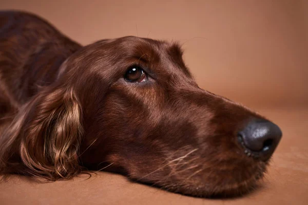 Primer plano de la cara de perro —  Fotos de Stock