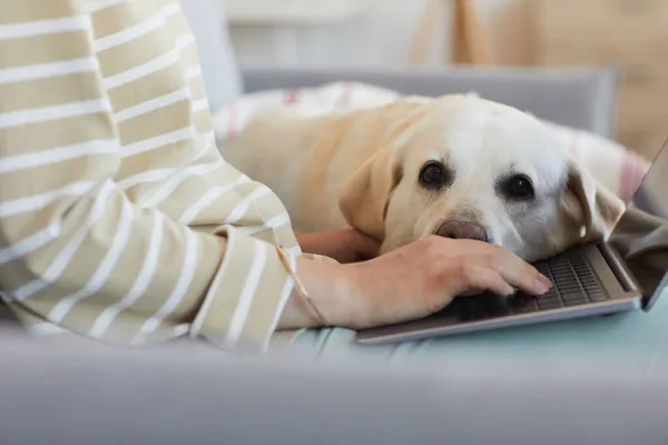 Mujer usando el ordenador portátil con perro —  Fotos de Stock