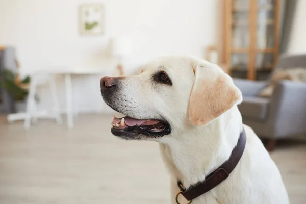 Labrador blanco en casa —  Fotos de Stock