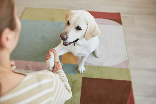 Dog Giving Paw — Stock Photo, Image