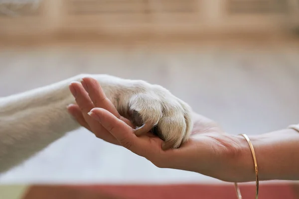 Mascotas concepto de amistad —  Fotos de Stock