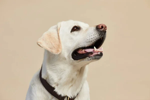 सफेद लैब्राडोर कुत्ता — स्टॉक फ़ोटो, इमेज