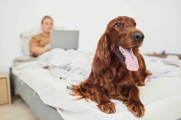 Perro feliz acostado en la cama con humanos —  Fotos de Stock