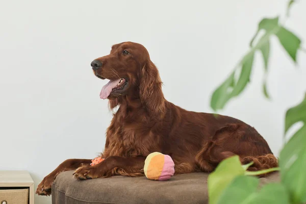 Setter en cama de perro —  Fotos de Stock