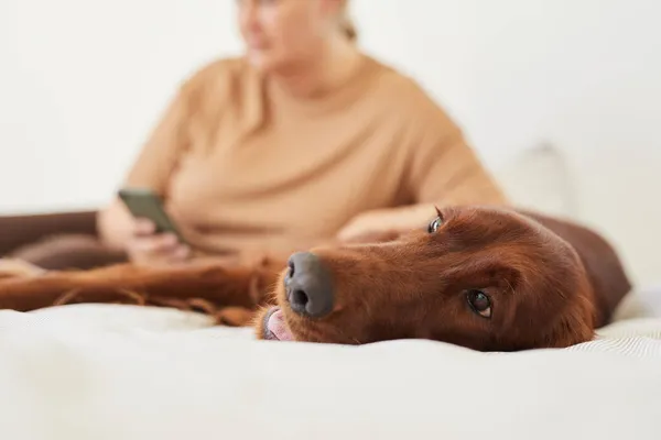 Hund entspannt sich im Bett aus nächster Nähe — Stockfoto