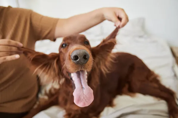 Perro haciendo caras graciosas —  Fotos de Stock
