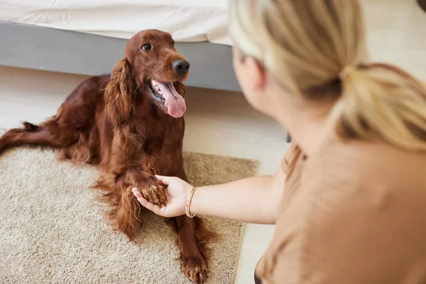 Happy Dog Giving Paw — Stock Photo, Image