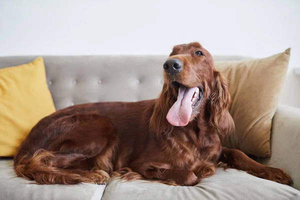 Perro feliz en sofá —  Fotos de Stock