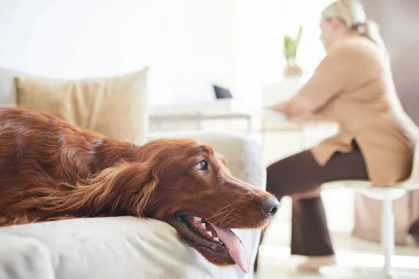 Dog Waiting on Couch — Stock Photo, Image