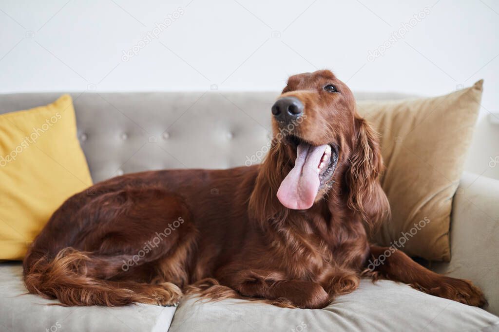 Happy Dog on Couch