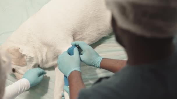 Vue Dessus Médecin Vétérinaire Masculin Méconnaissable Enveloppant Bandage Bleu Autour — Video