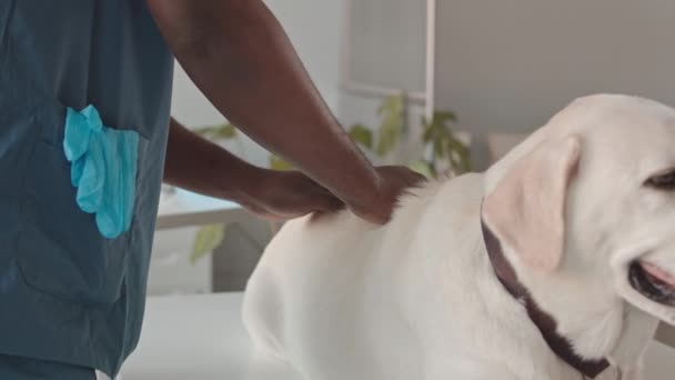 Faible Angle Chien Labrador Blanc Mignon Couché Sur Table Clinique — Video