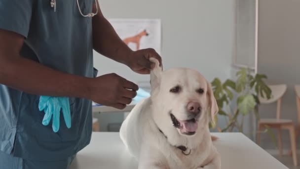 Нахиляючись Молодого Чорношкірого Ветеринара Одягненого Скрині Окуляри Який Оглядає Собаку — стокове відео