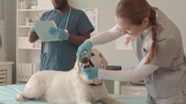 Gündüz vakti klinikte beyaz Labrador köpeğinin dişlerini inceleyen önlük ve eldiven giyen genç beyaz kadın veteriner, siyah erkek asistan notlar alıyor.