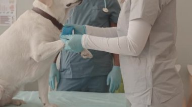 Beyaz kadın veteriner önlük ve eldiven giyerek klinikteki itaatkar Labrador köpeğinin pençesine elastik bandaj yapıştırıyor. Gündüz vakti siyahi erkek meslektaşı hayvan besliyor.