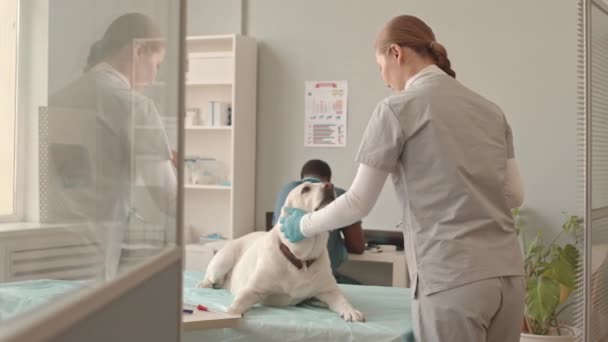 수술복을 장갑을 래브라도 개에게 접종을 수의사 책상에 — 비디오