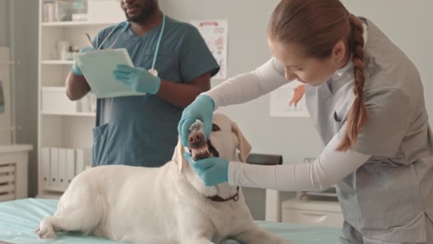 Gündüz Vakti Klinikte Beyaz Labrador Köpeğinin Dişlerini Inceleyen Önlük Eldiven — Stok video