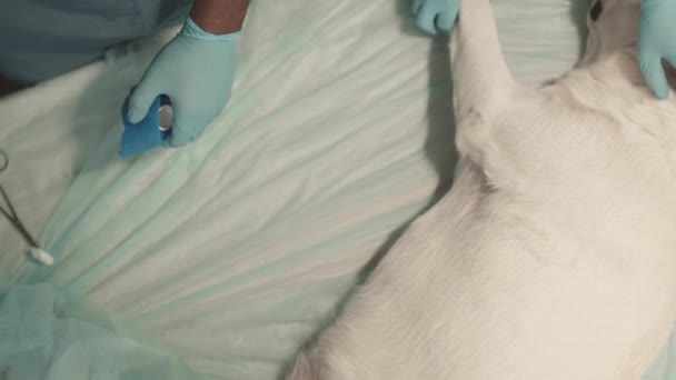 Bovenaanzicht Van Onherkenbare Dierenarts Die Anesthesie Injectie Aan Witte Labrador — Stockvideo