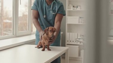 Gündüz vakti veteriner kliniğinin masasında duran önlüklü siyah bir adamın solunda tatlı bir köpek inceleniyor.