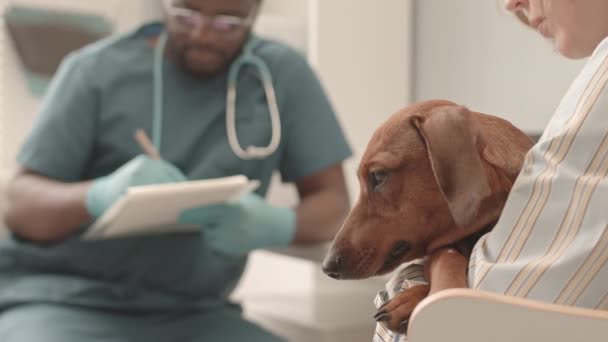 Primer Plano Del Hocico Adorable Perro Salchicha Manos Propietaria Recortada — Vídeos de Stock