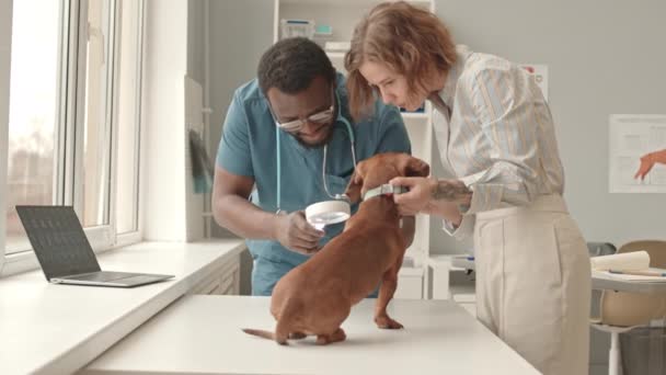 Gündüz Vakti Klinikteki Dachshund Köpeğinin Tıbbi Muayenesi Için Büyüteç Kullanan — Stok video