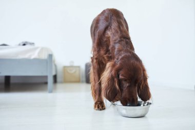 Evdeki metal kaseden köpek yiyen İrlandalı Setter köpeğinin tam boy portresi.