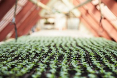 Selective focus on long rows of green seedlings in small pots growing in large modern hothouse or inside vertical farm clipart