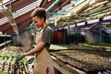 Modern seranın genç bayan çalışanı fidelerle ilgileniyor.