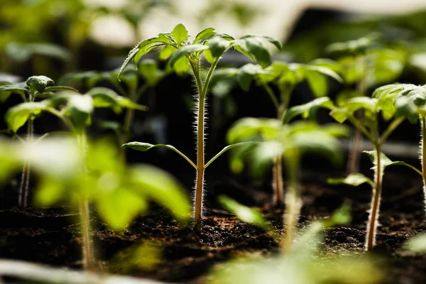 Groupe Semis Verts Plants Tomate Poussant Dans Sol Riche Intérieur — Photo