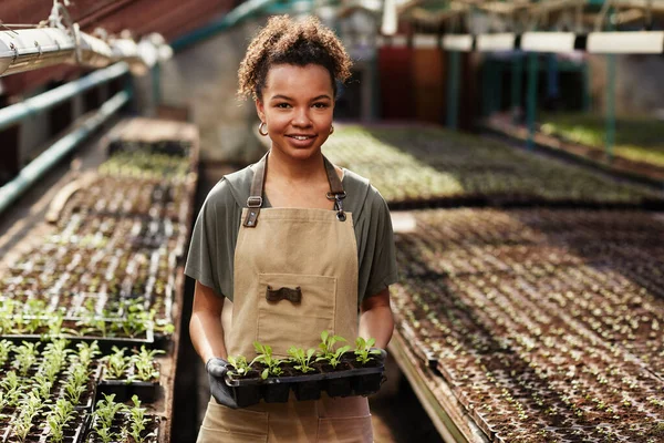 Joven trabajadora afroamericana exitosa de invernadero con plántulas — Foto de Stock